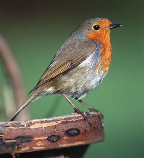 free pictures of robins